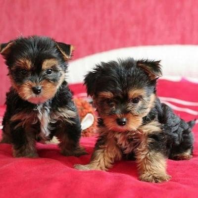 Adorable Teacup Yorkie Puppies for Sale